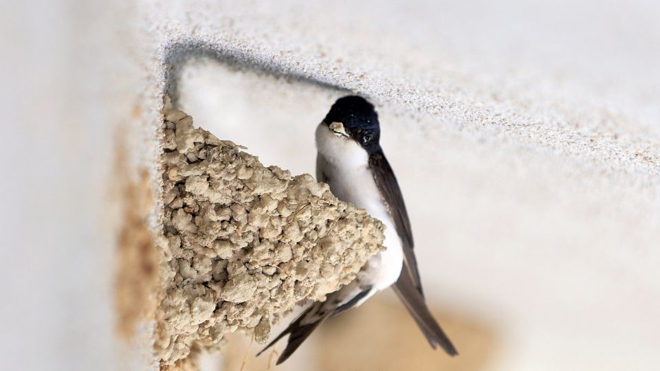natural mud nest created by a tree swallow
