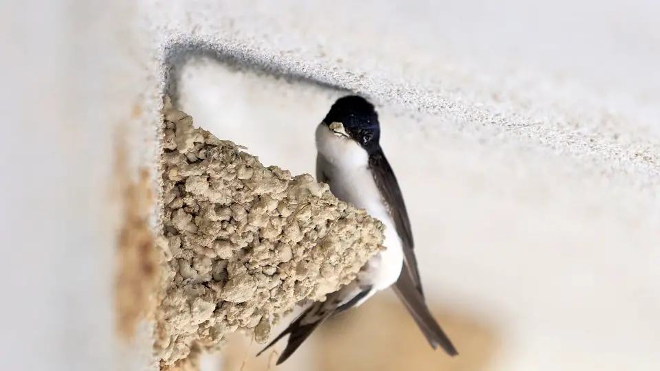 swallow-bird-house-the-best-type-how-to-build-one