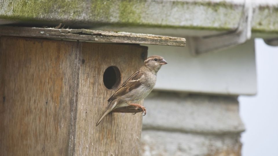 sparrow birdhouse