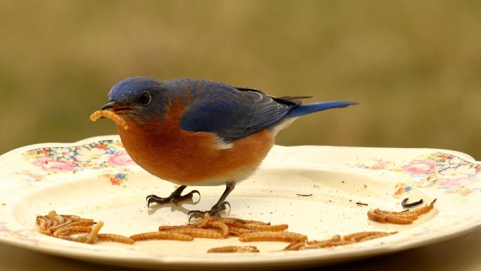 bluebird with mealworm in their beak