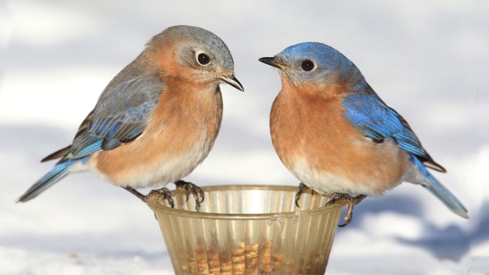 bluebird feeders