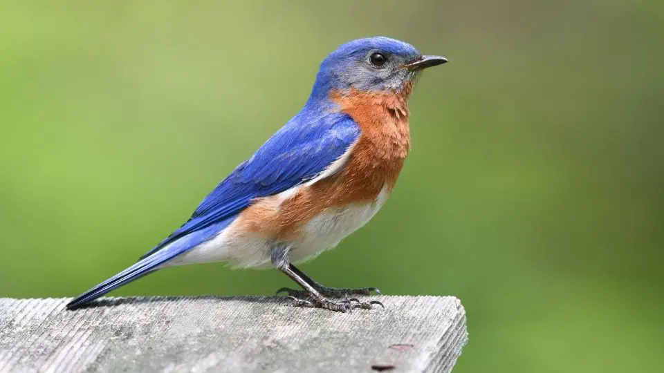 Bluebirds 1 