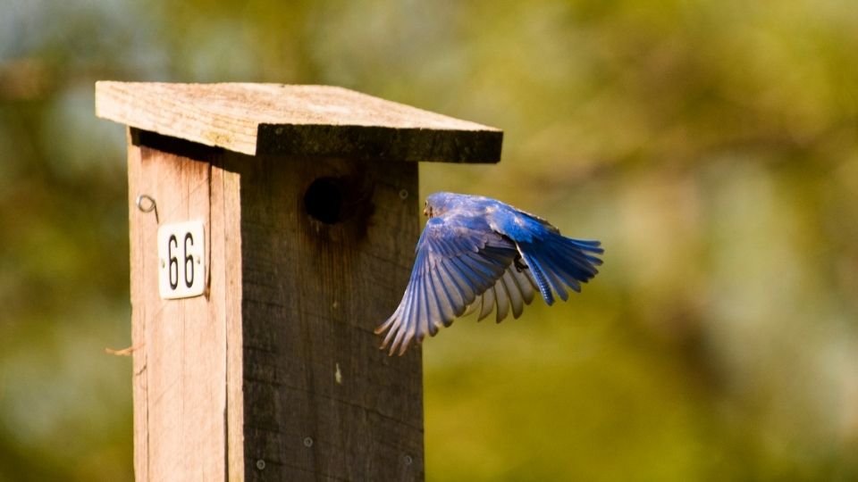 bluebird flying over to a nestbox/birdhouse