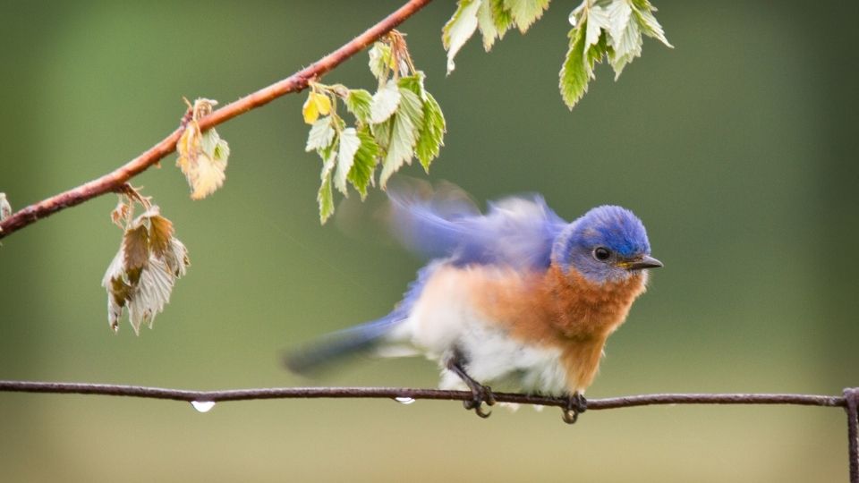bluebird ruffling their feathers