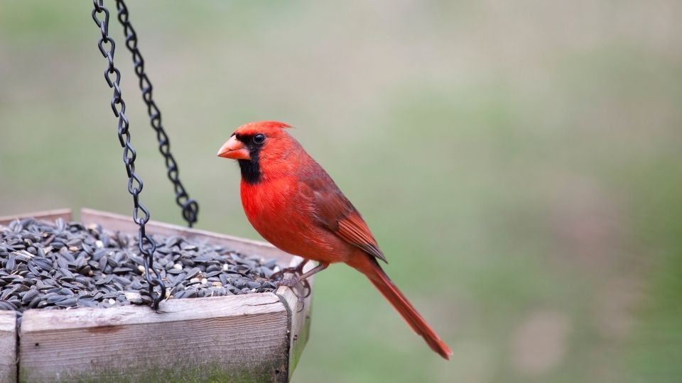 the-best-feeders-to-attract-cardinals-to-your-yard