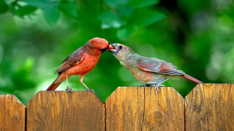 What Do Cardinals Sound Like Song Sounds SongbirdHub What Do Cardinals Sound Like Song Sounds SongbirdHub