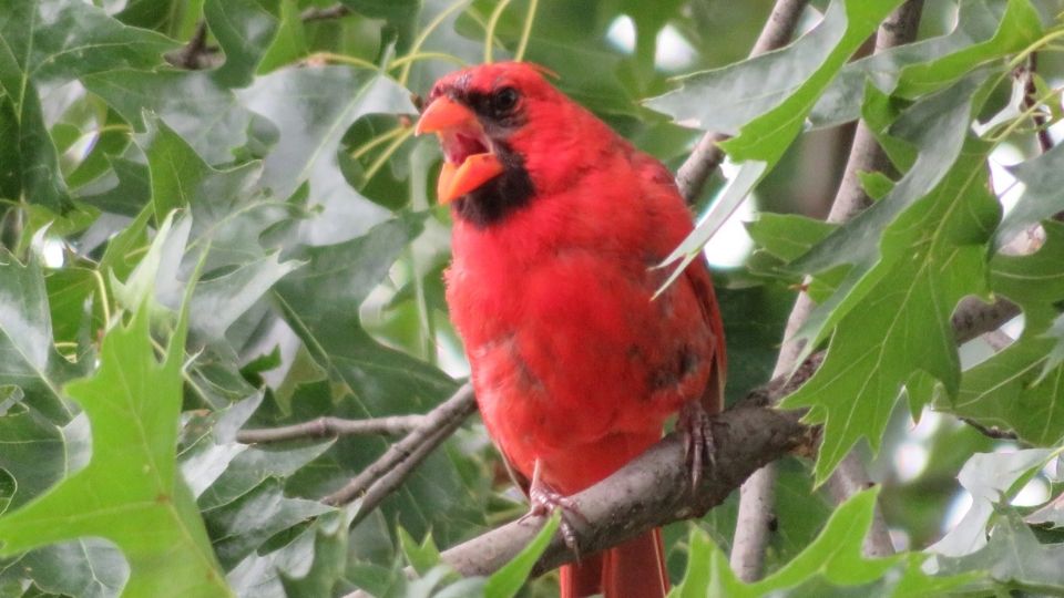 what do cardinals sound like? male cardinal singing