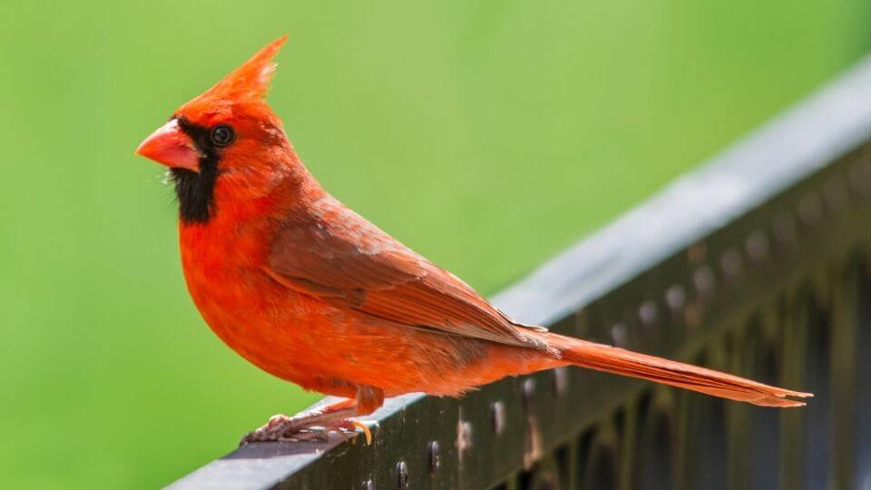 cardinal song and sound