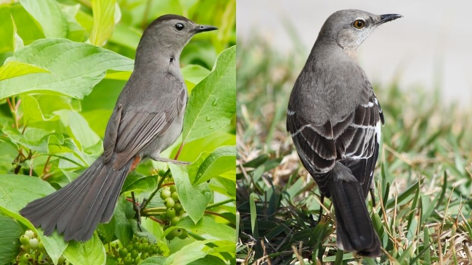 catbird vs. mockingbird images of the backside of each bird. catbirds have long tail feathers almost the size of their body. 