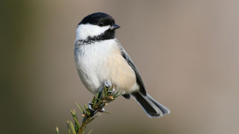 Chickadee Nests, Eggs, Fledglings, And Mating Overview