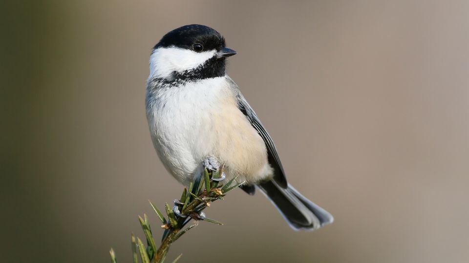 chickadee nest 10