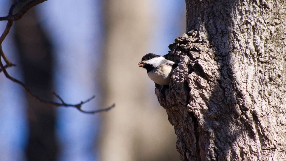 what do chickadee nests look like? They are embedded deep inside tree trucks because chickadees are cavity nesters. Picture shows a chickadee in a tree trunk, with bits of food in its bill. 