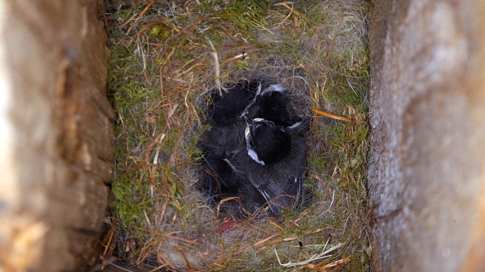 baby chickadees in a man-made nest box