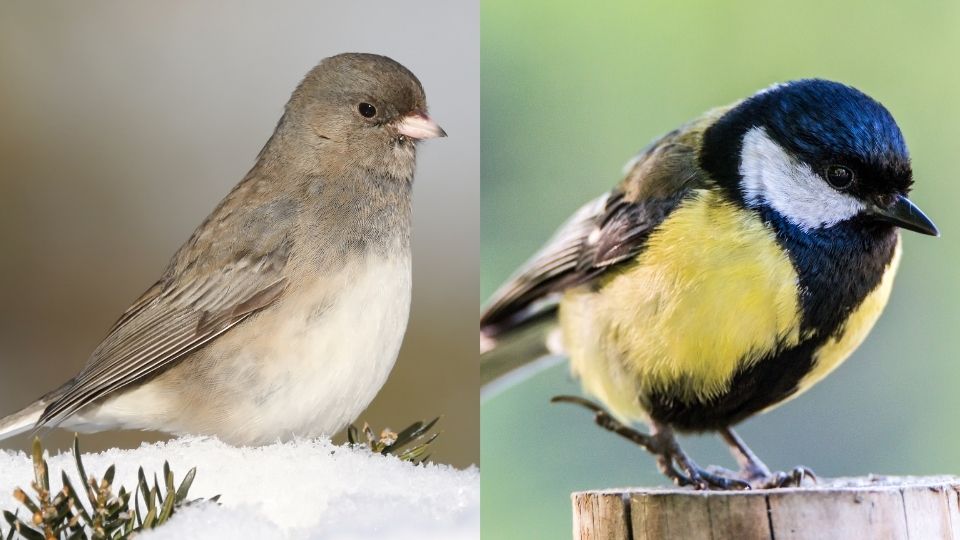 Junco are slightly larger vs chickadees are smaller