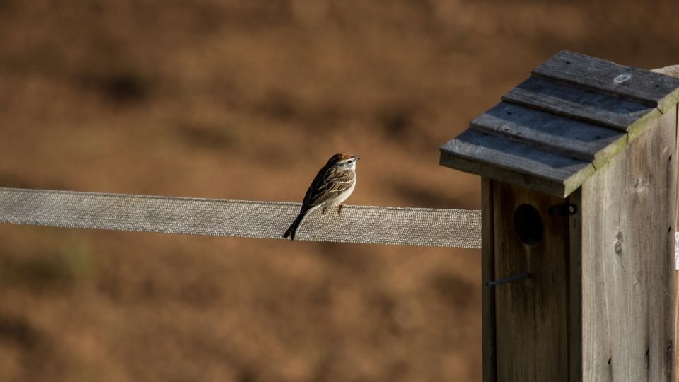 sparrow sitting beside a birdhouse