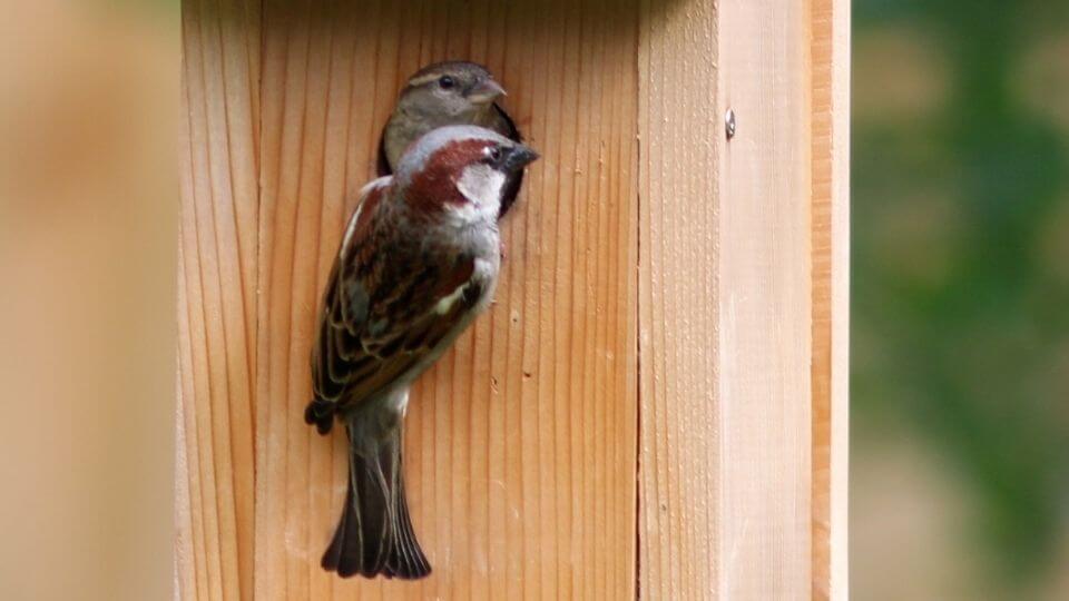 how-to-make-a-sparrow-birdhouse-complete-guide