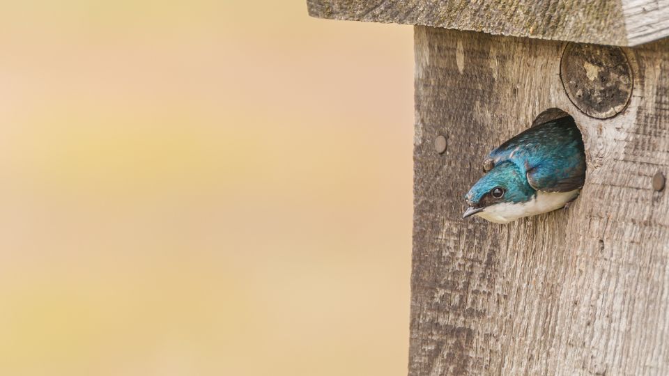 tree swallow in nesting box