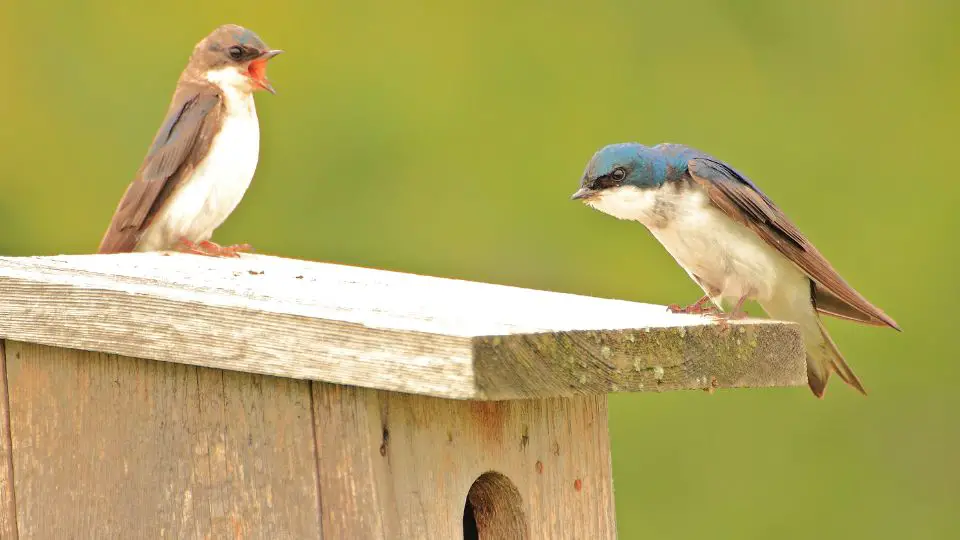 tree swallows birdhouse 36