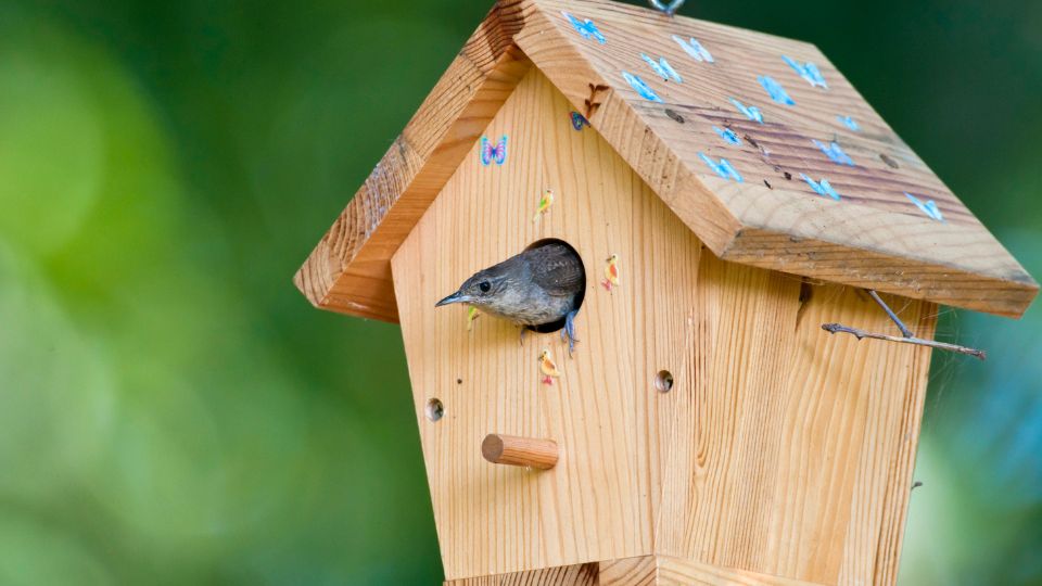 Wren Birdhouse: The Best Type & How To Build One - SongbirdHub