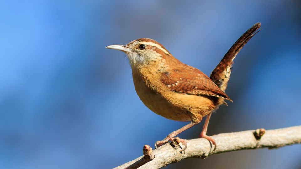 wren meaning