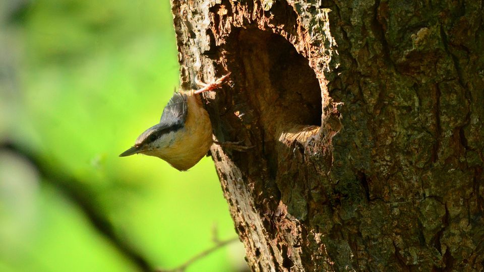 nuthatch in tree hole