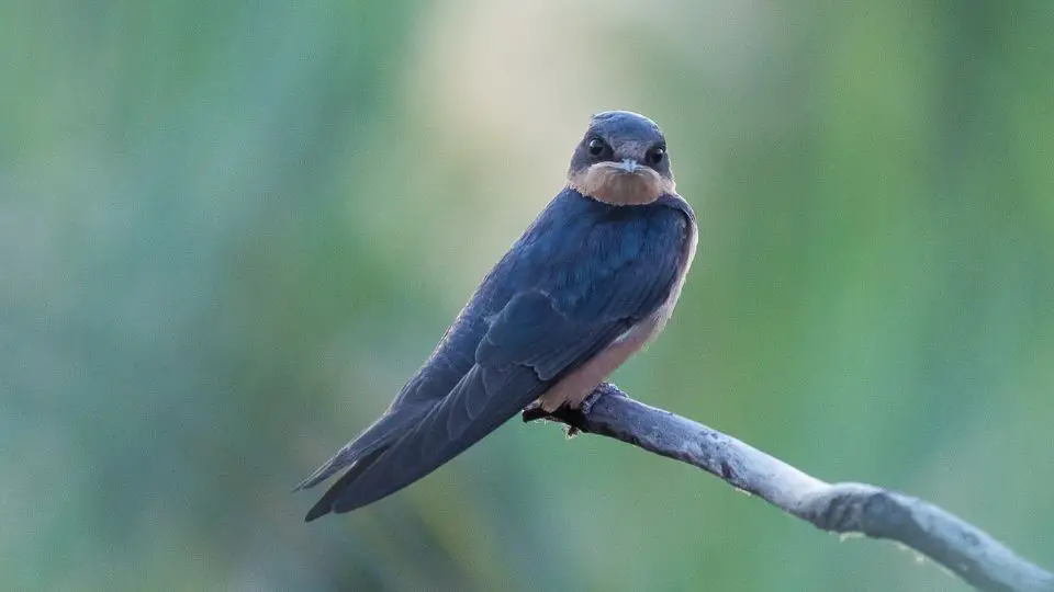 swallow bird