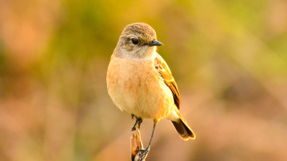 Beautiful distinct Yellow-bellied flycatcher standing on a branch in the golden amber sunset lighting