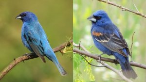 Indigo Bunting Vs. Blue Grosbeak: 5 Key Differences