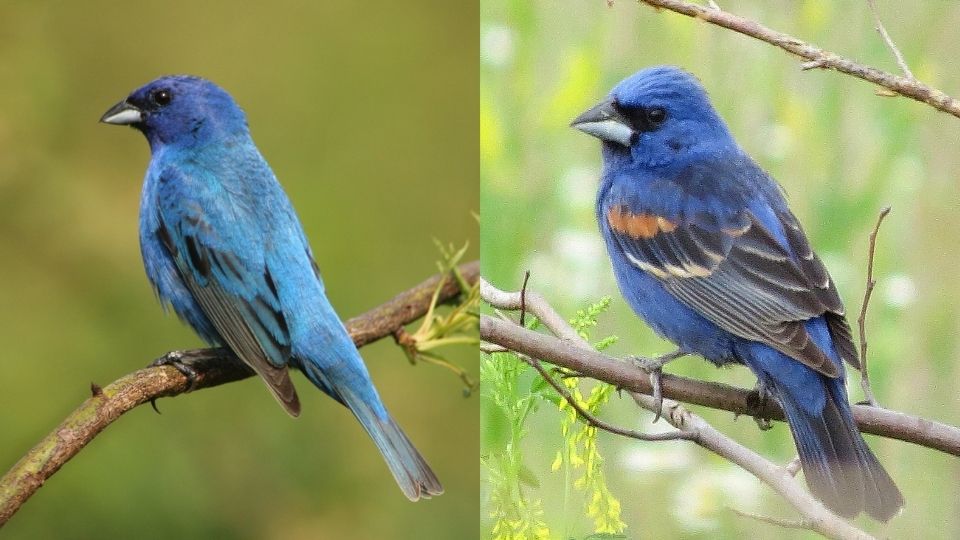 indigo bunting vs blue grosbeak