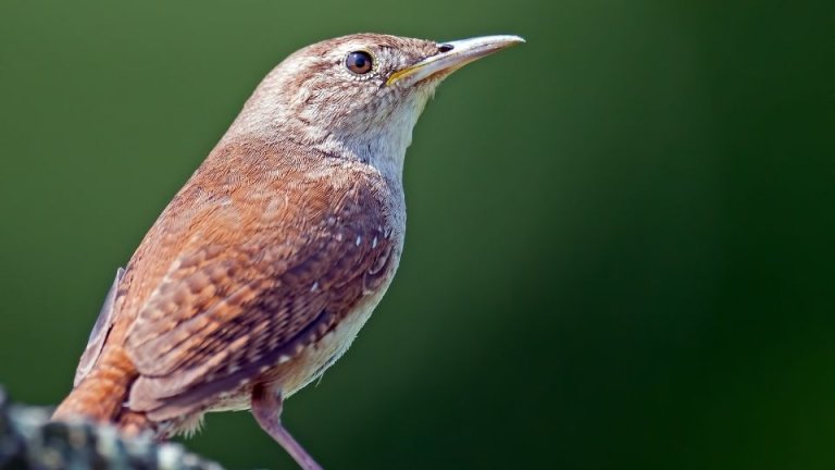 10 Types Of Wrens & How To Identify Each - SongbirdHub