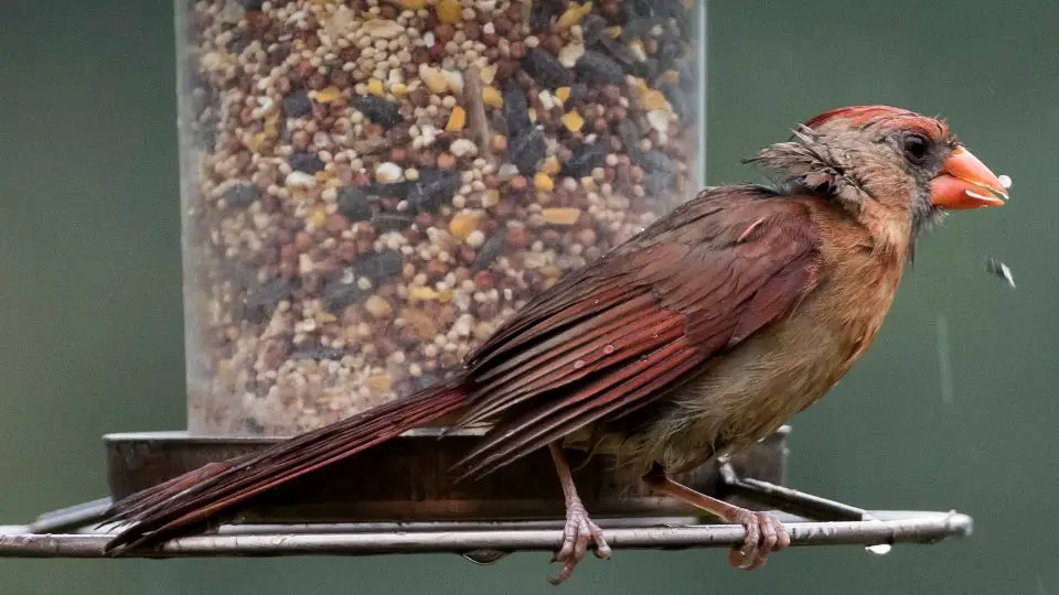 Wet desert cardinal feeding from a tube feeder