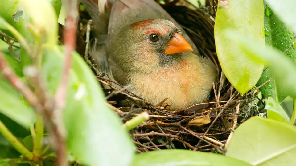 lovely cardinal