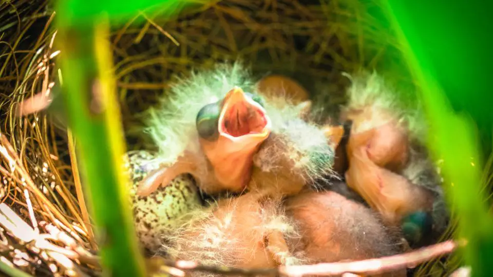 baby cardinal