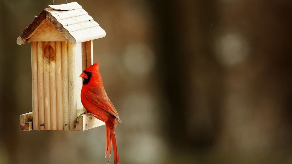 birdhouse for cardinal is neutral in color to reduce predatory activity