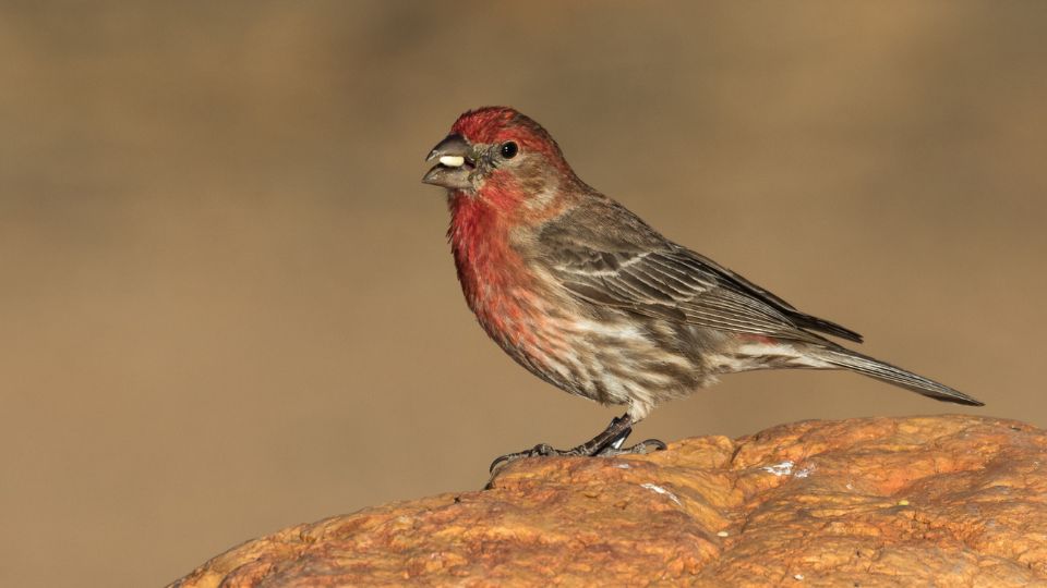 house finch song