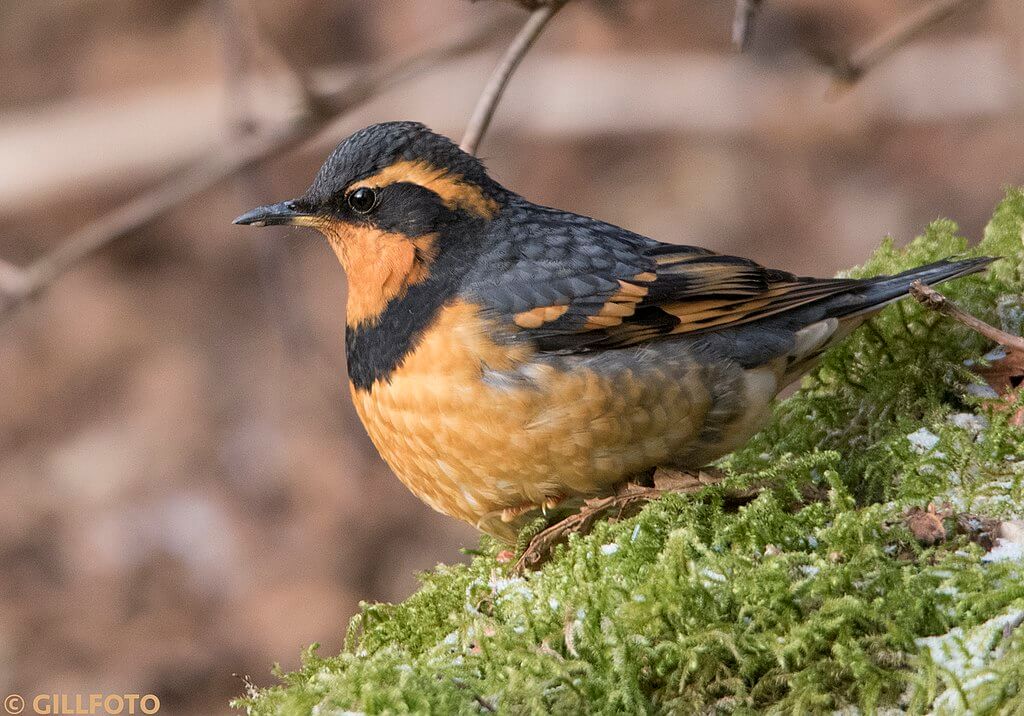 Varied Thrush Songbirds - Identification, Lifespan & Song