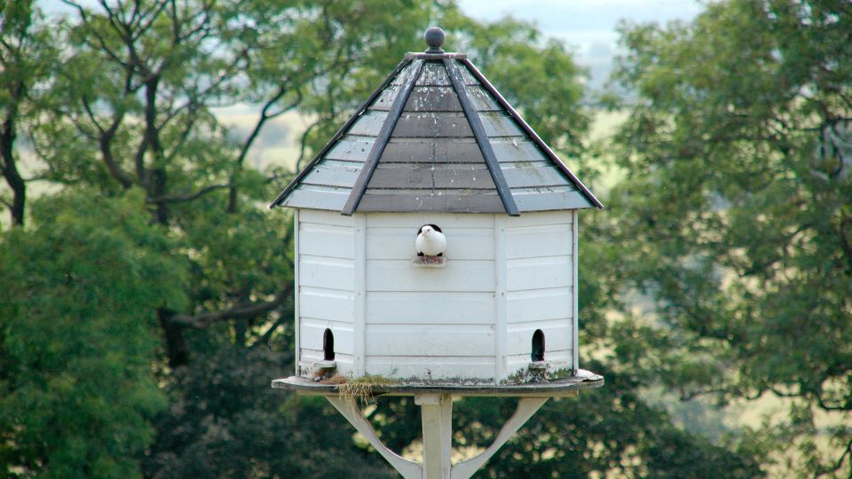 large dove birdhouse