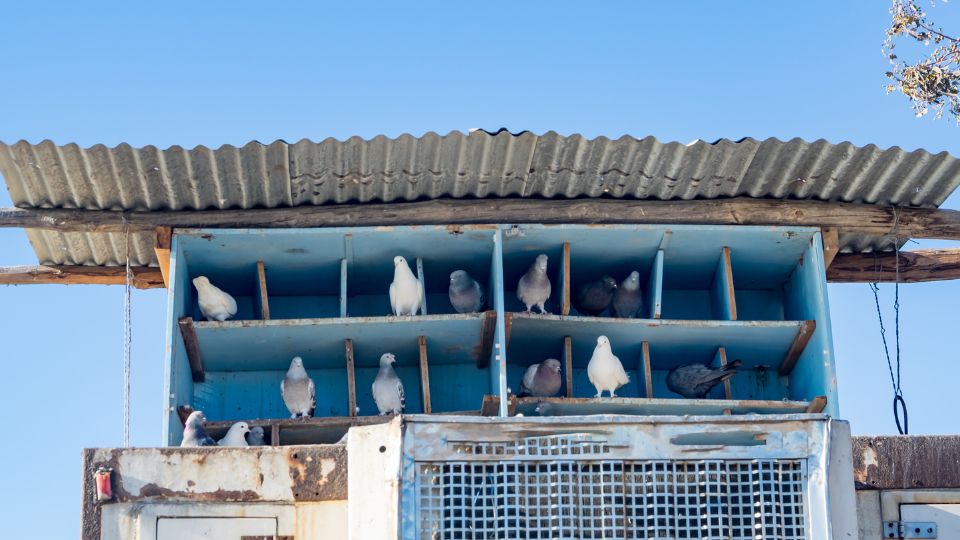 bird nest shelves are ideal birdhouses for doves