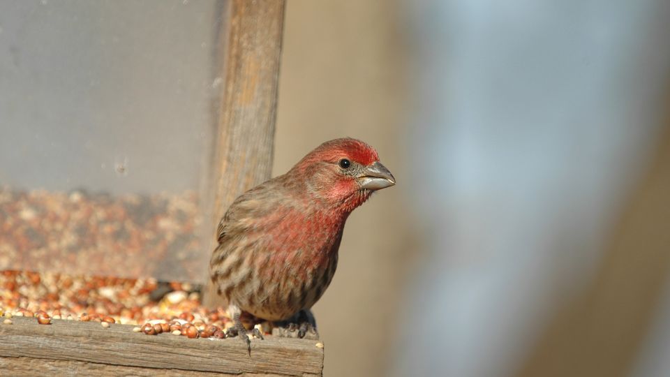feeding station with male house finch