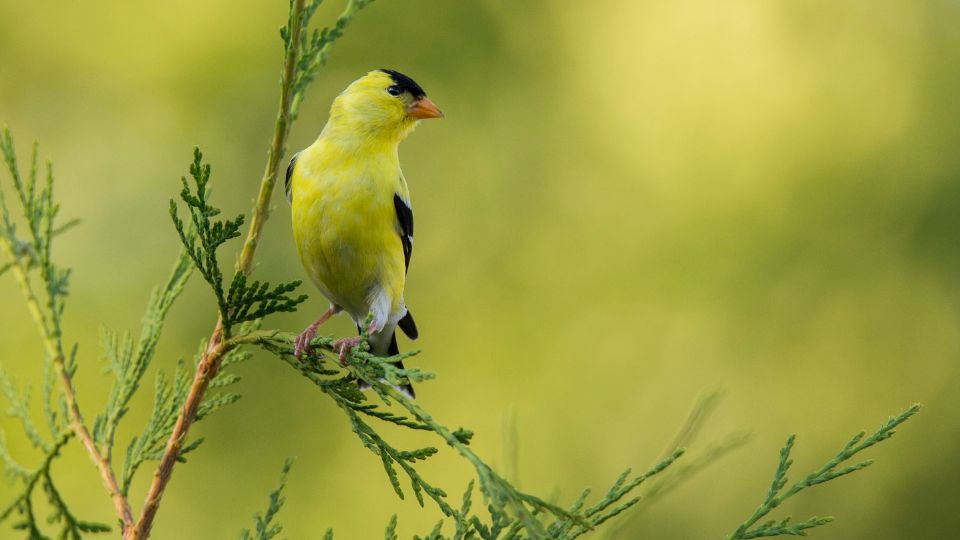 goldfinch sounds