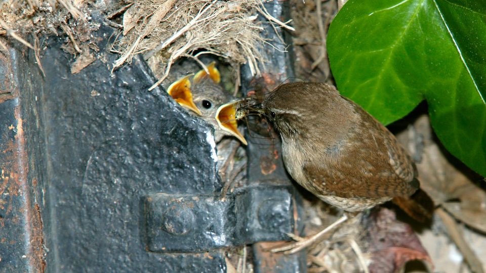 baby wrens eating