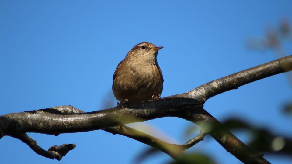 wren bird sitting on a branch