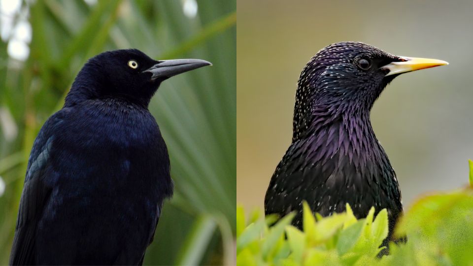 grackles vs starlings