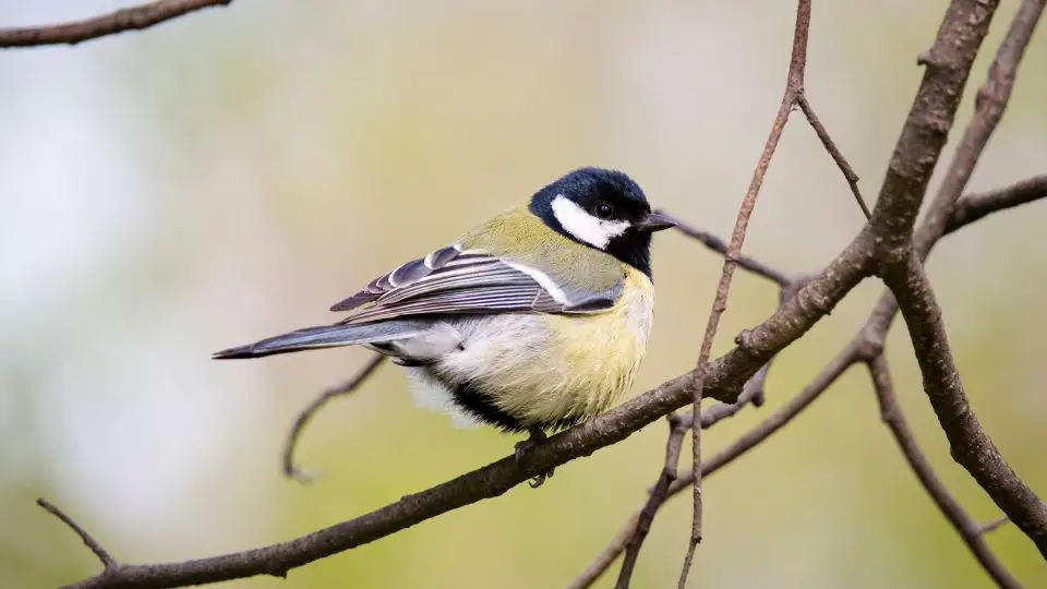 Tufted titmouse on a branch