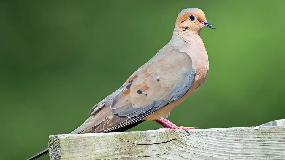 in-flight-mourning-dove-artist-animation