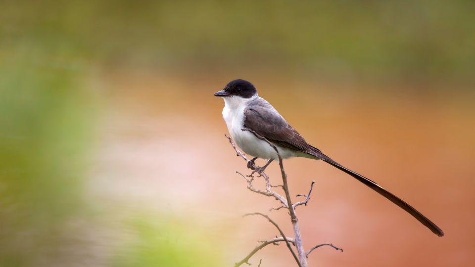 SongbirdHub