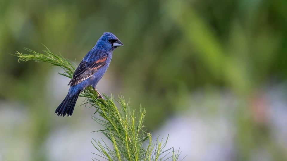 The lifespan of the Blue Grosbeak is around seven years, although predators, climate, and available food sources may limit their life. 