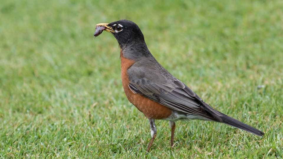 how to help robins find earthworms from the ground