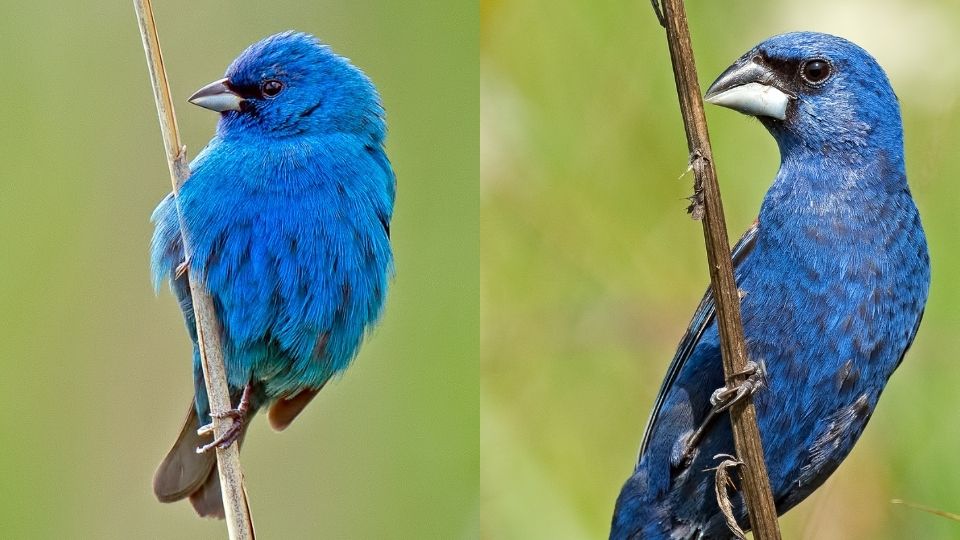 indigo bunting vs blue grosbeak