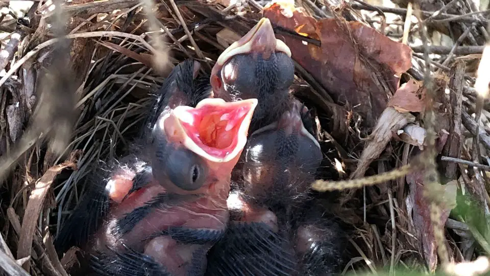 Cardinal Nestlings